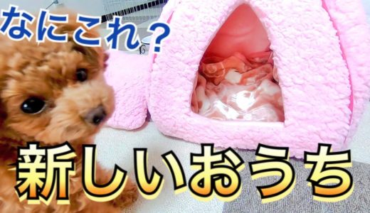 寒がりな犬に新しいペットハウスをプレゼント！ママから離れて寝ることはできるのか？【トイプードル】【ペットヒーター】