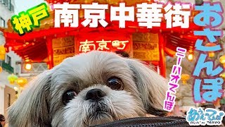 【神戸】南京町で食べ歩くで シーズー犬てんぽ【中華街】