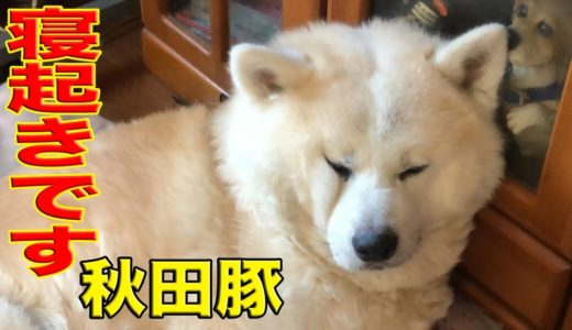 秋田豚ではありません秋田犬です、そうすけ寝起きの巻