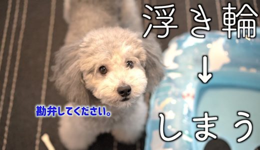 🐶犬のお気に入り、浮き輪ベッドをしまおうと思ふ。【トイプードルのグリィ】【犬】【dog】【toy poodle】