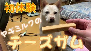 元保護犬コハク おやつの隠し場所に困る。最終的に隠そうとした場所はまさかの...