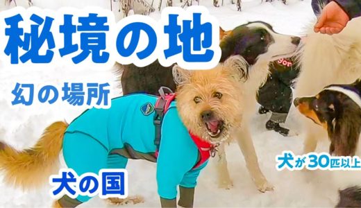 北海道にある「犬の国」を見つけました