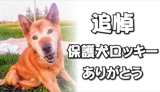 【追悼・保護犬ロッキーありがとう】