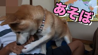 柴犬小春　【犬がいる生活】お兄ちゃんと一緒だと激しめな柴犬＆お兄ちゃんがいない間はお父さんと