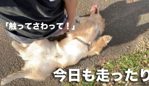 大型犬な日々！今日もアムロと猛ダッシュ！