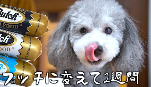 🐶犬のご飯をブッチに切り替えて2週間！完全切り替えはしないことにしました。【トイプードルのグリィ】【犬】【dog】【toy poodle】