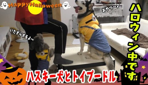 ハロウィンパーティするハスキー犬とプードルがかわいい Husky and Poodle