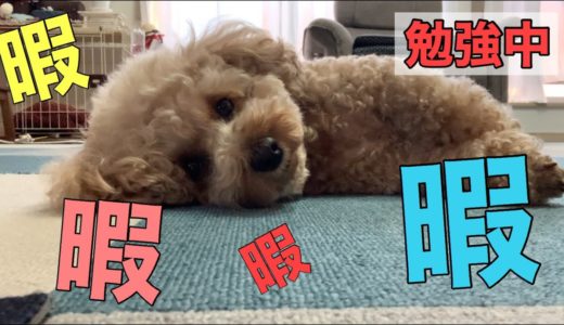 暇すぎてすねる犬！早く終わらないかな〜【トイプードル 】