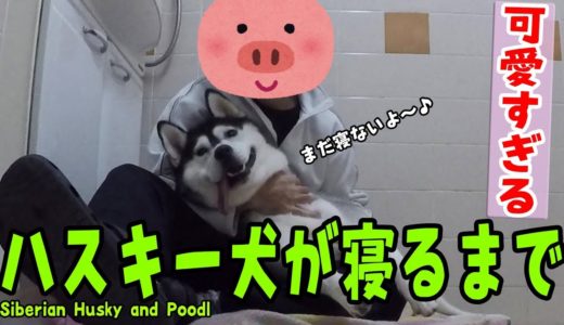 ハスキー犬が就寝するまでの攻防が可愛い Husky and Poodle