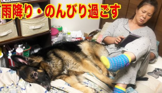 雨の日・大型犬の過ごし方・秋田犬・シェパード犬のんびり過ごします