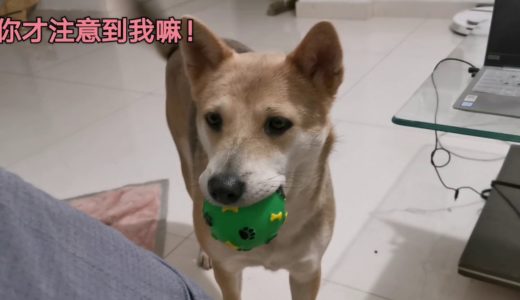 田园犬灰灰趁阿黄不在，叼着玩具来找主人玩，开心得像个傻子！