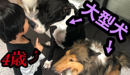 子供が多頭飼い【大型犬】しつけ、世話をする‼︎