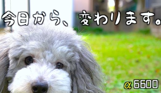 🐶Newカメラが来た！α6600で犬を撮る。【トイプードルのグリィ】【犬】【dog】【toy poodle】