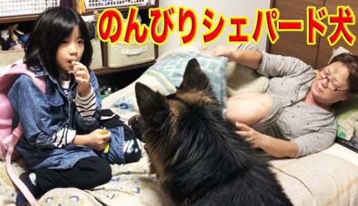 のんびりシェパード犬・まったり過ごしてますLife with dog