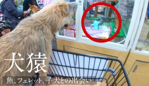 ペットショップで「犬と猿」を会わせてみた