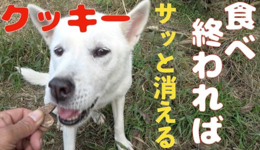 紀州犬 北斗くん鹿しかクッキー食べて興奮？ロケットの様にスッ飛んで行きました