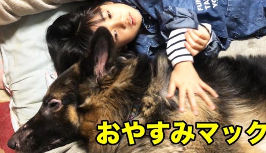 大型犬との暮らしは心豊かになりますね、孫達と秋田犬・シェパード犬達の一日