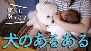 ワンちゃん「あるあるネタ」17連発!?ビションフリーゼ犬わたまるのよくやる行動まとめました