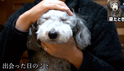 🐶僕の犬が家に来て3年が経ちました。グリィと出会った日のこと。これまでのこと。【トイプードルのグリィ】【犬】【dog】【toy poodle】