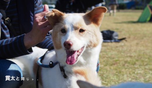 わんわんマルシェで看板犬♡