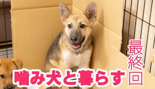 噛み犬と暮らす！【シリーズ最終回】