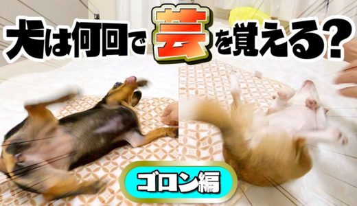 犬が芸を覚えるまでの全過程を記録してみた