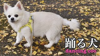 【踊る犬】テンション上がって踊り出す⁈二度見するくーちゃんが可愛い♡※カレンダー今月末で締切です♡