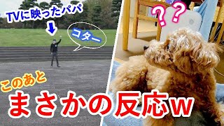 【検証】テレビに映ったパパに犬は気づくかやったらまさかの反応だったw【トイプードル】