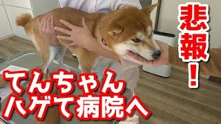 【悲報】柴犬てんちゃん、ハゲて病院へ！　太郎の犬モノガタリ＃１８４