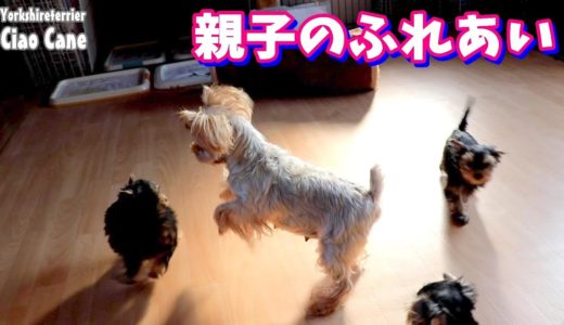 ママと遊ぼう♪【ヨークシャーテリア専門犬舎チャオカーネ】