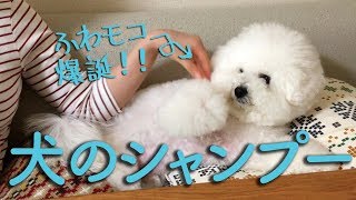 ふわもこビションフリーゼ犬が爆誕！わたまる、クイックシャンプーしてきました