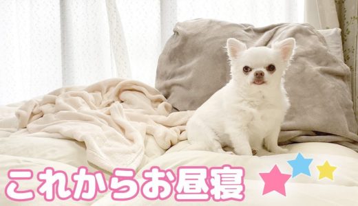 お昼寝を始める犬の可愛い様子！座椅子の妖精チワワのコハク