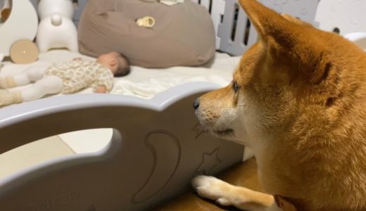 【子守犬】寝ている赤ちゃんを優しく見守る柴犬