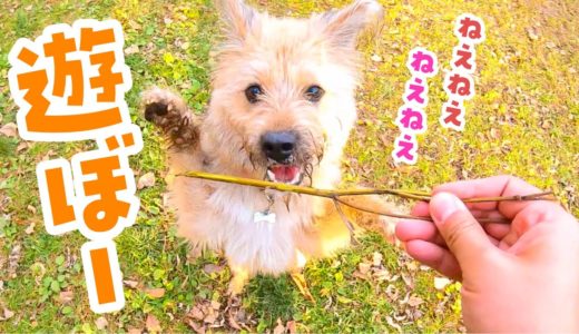 森のドッグランで刺激されて犬がかわいい遊びを習得しました！