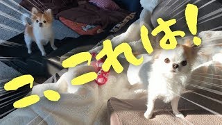 犬と快適に出かける為の凄いやつ買っちゃいました！【チワワ】