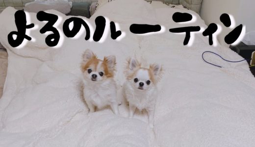 犬と一人暮らしの飼い主の夜のルーティン【チワワ】