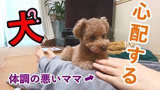 体調が悪いママを心配する犬が可愛いすぎるｗのはずが…【トイプードル】