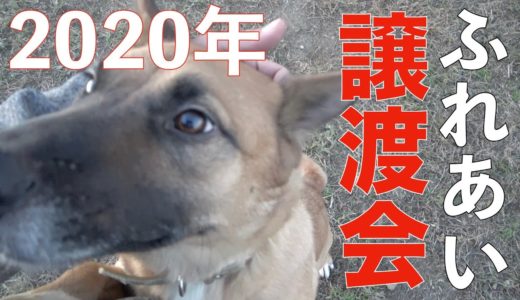 2020年より施設にて保護犬ふれあい譲渡会を開催しますAnimal Rescue Nursing