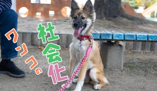 犬（保護犬）の社会化