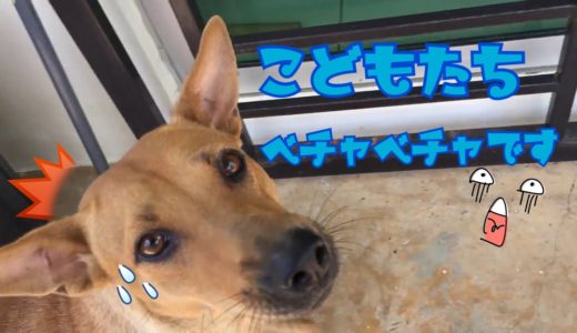 【犬９匹と海外生活】子犬の水洗トイレ？！【野良犬 保護犬】 Surprise Dogs Channel