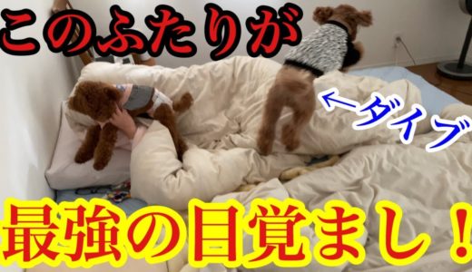 犬が最強の目覚まし！？容赦なし！www【トイプードルそぼろ＆ニコ】