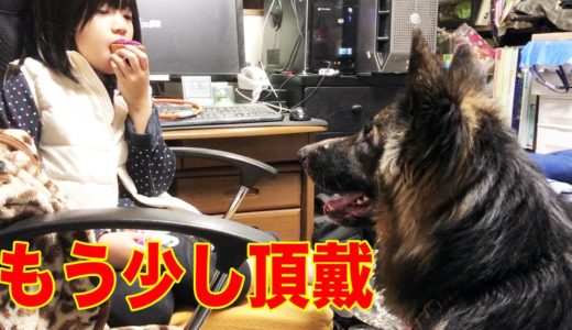 大型犬満腹満足♪秋田犬・シェパード犬の夕方A Dog's Life