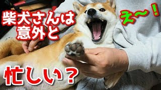 【京柴てん】柴犬さんは意外と忙しい⁉　太郎の犬モノガタリ＃１８９