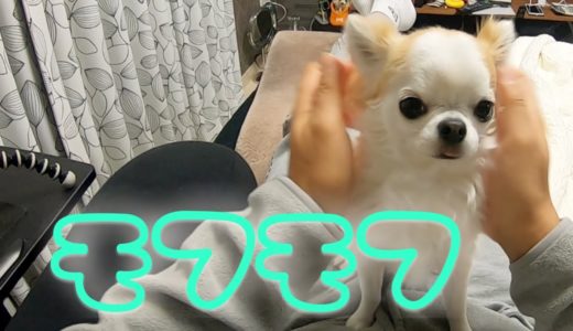 久しぶりに甘えん坊な犬をモフリまくりました！【チワワ】