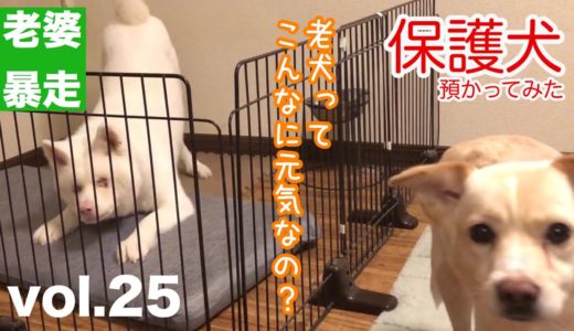 【保護犬預かり】手術が終わって、こんなに元気になりました【それでもかもめは寄り添います】