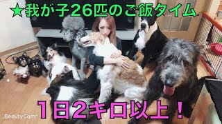 多頭飼い我が家のご飯タイム！犬猫編　Multi-headed rice time dogs and cats