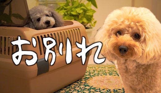 🐶犬二匹生活終了。お別れのとき。【トイプードルのグリィ】【犬】【dog】【toy poodle】