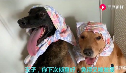 金毛和馬犬準備出去打架，被主人堵在門口，馬犬不服氣跟主人頂嘴