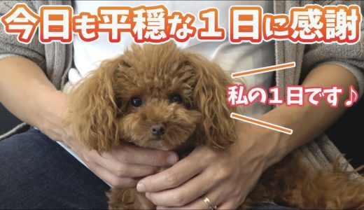 犬とその家族【トイプードル】新築一軒家の１日ルーティン