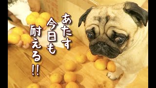 適当な家族に振り回されイジられるも耐え忍ぶパグ犬ぷぅ Pug